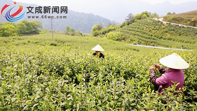 平和：探索茶产业联合体 为茶农铺就共富路