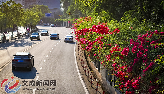 图说 | 入城花开 满目芳华