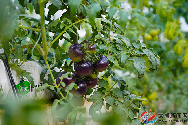 ��ɫС���ѳ������� ��֭�ࡰ�ʡ�����������ζ������